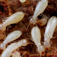 如何科學防治，白蟻頻頻出沒