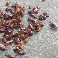 天氣變冷蟑螂都藏到哪去了呢？