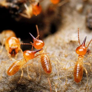 春雨綿綿，馬上又要進(jìn)入到白蟻紛飛高發(fā)時(shí)期