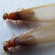 這兩天在珠海飛進(jìn)家里的就是白蟻，請預(yù)防！