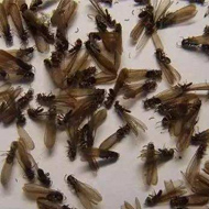 別墅易發(fā)生白蟻危害？