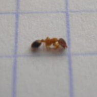 滅蟻施藥后無效，到底怎么辦